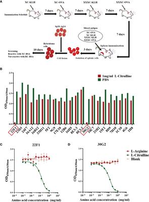 Characterization of Monoclonal Antibodies Recognizing Citrulline-Modified Residues
